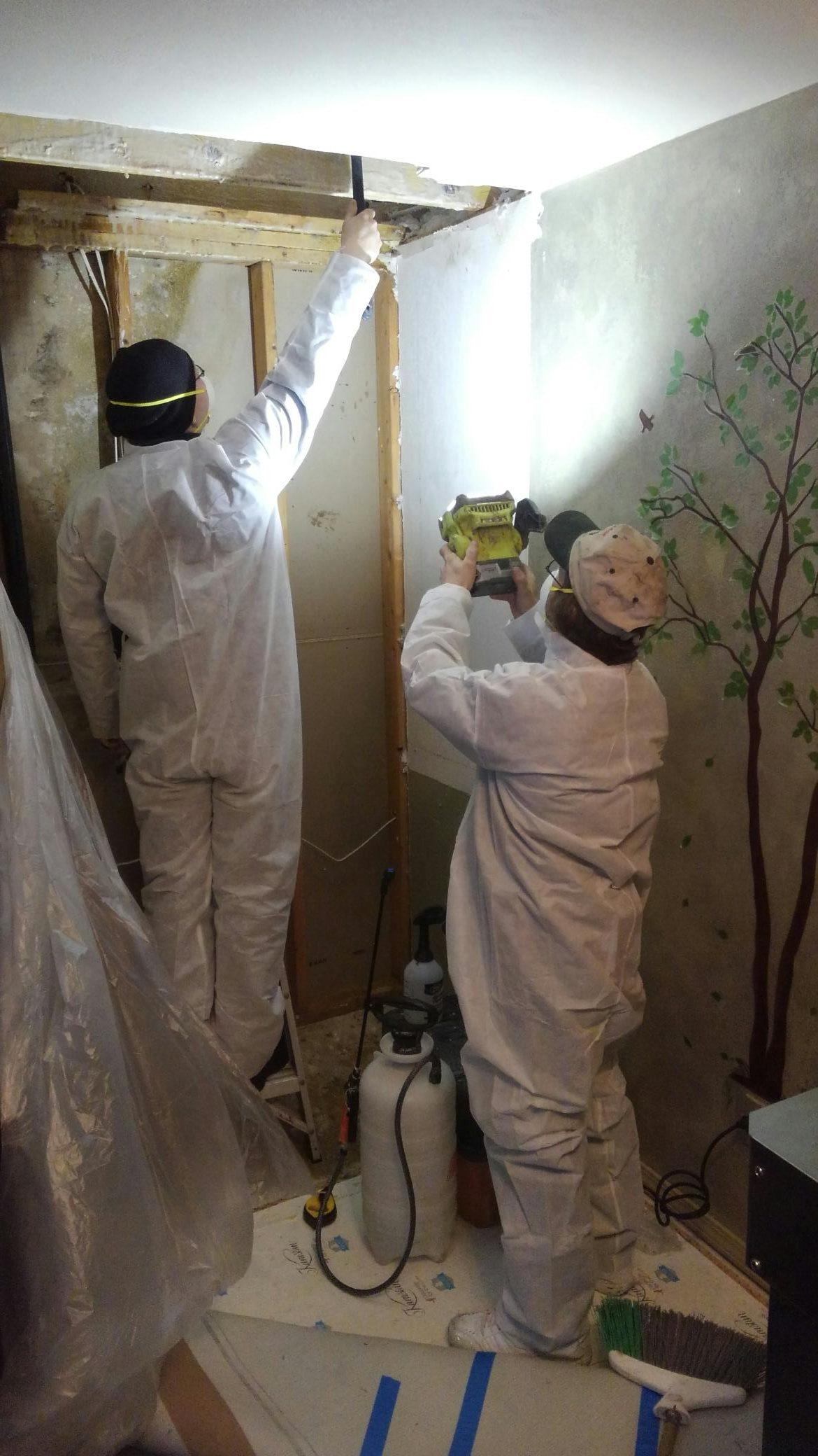 Olympia Mold Removal Service Clean Green Restoration